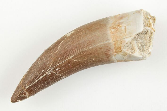 Fossil Plesiosaur (Zarafasaura) Tooth - Morocco #196717
